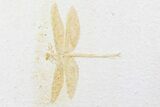 Fossil Dragonfly (Tharsophlebia) - Solnhofen Limestone #77831-1